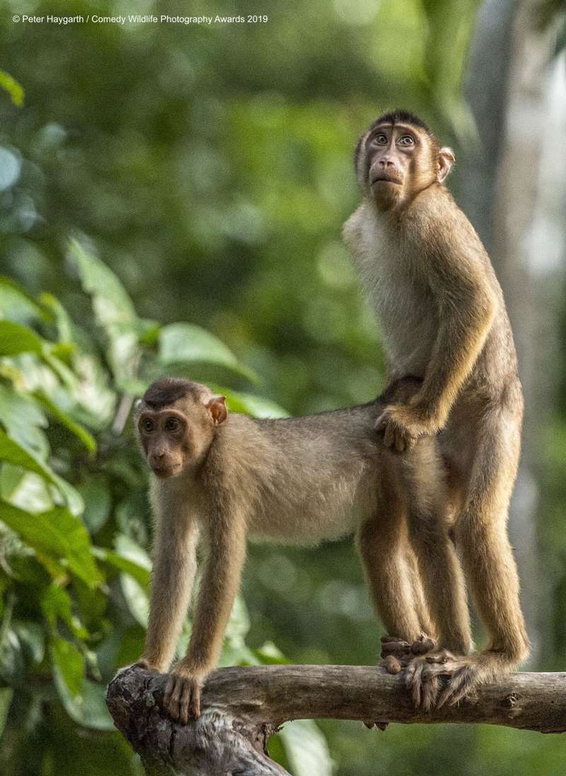 Illustration for article titled Si las fotos más cómicas de vida salvaje de 2019 no te sacan una sonrisa, no eres humano